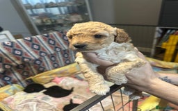 Yorkiepoo dogs for sale: Yorkiepoo puppies for sale - Image 12