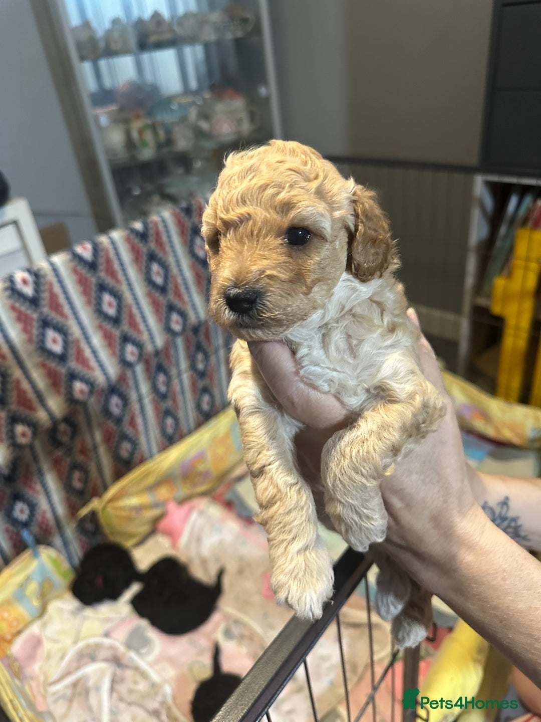 Yorkiepoo dogs for sale: Yorkiepoo puppies for sale - Image 12