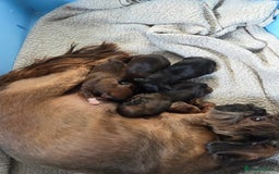 Shih Tzu dogs for sale: Last little boy - Image 3