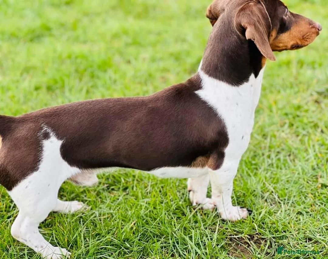 Miniature Dachshund dogs for stud: KC Miniature Dachshund Stud - Advert 2
