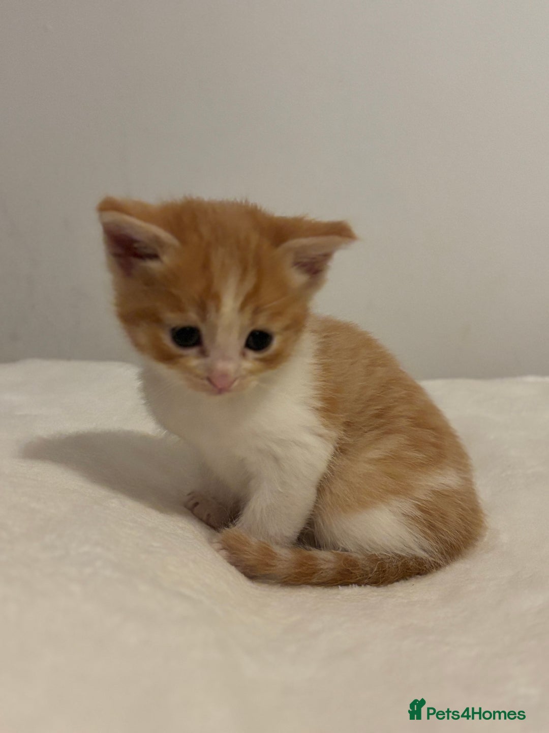 Mixed Breed cats for sale: Maine coon cross kittens  - Advert 8