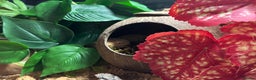 Leopard Gecko reptiles for sale: Gecko with full Viv set up - Advert 2