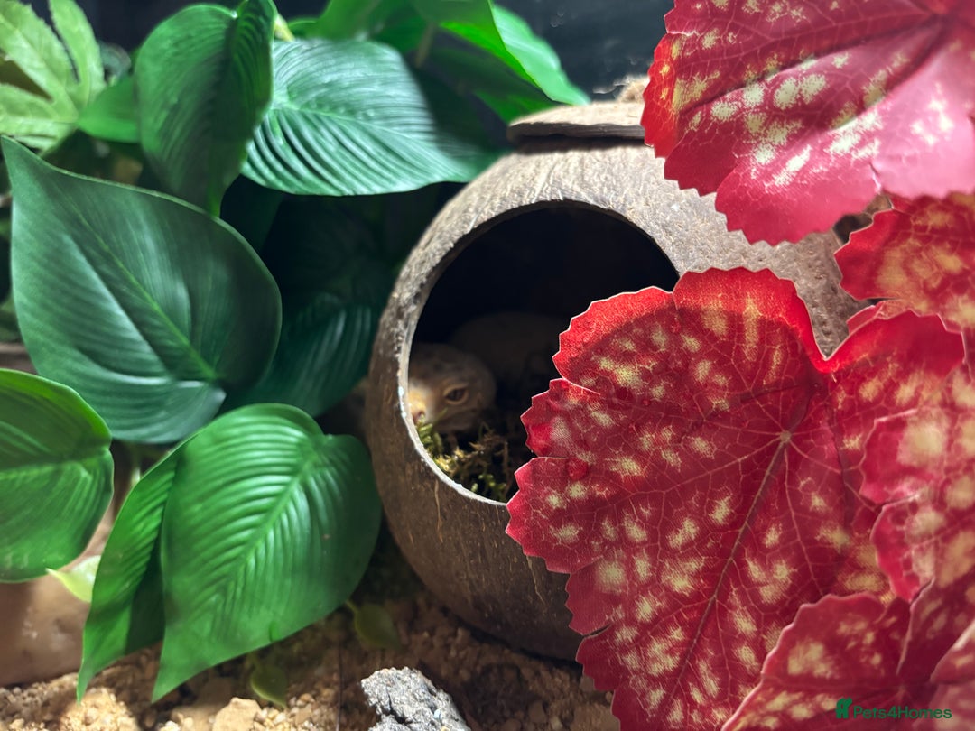 Leopard Gecko reptiles for sale: Gecko with full Viv set up - Image 2