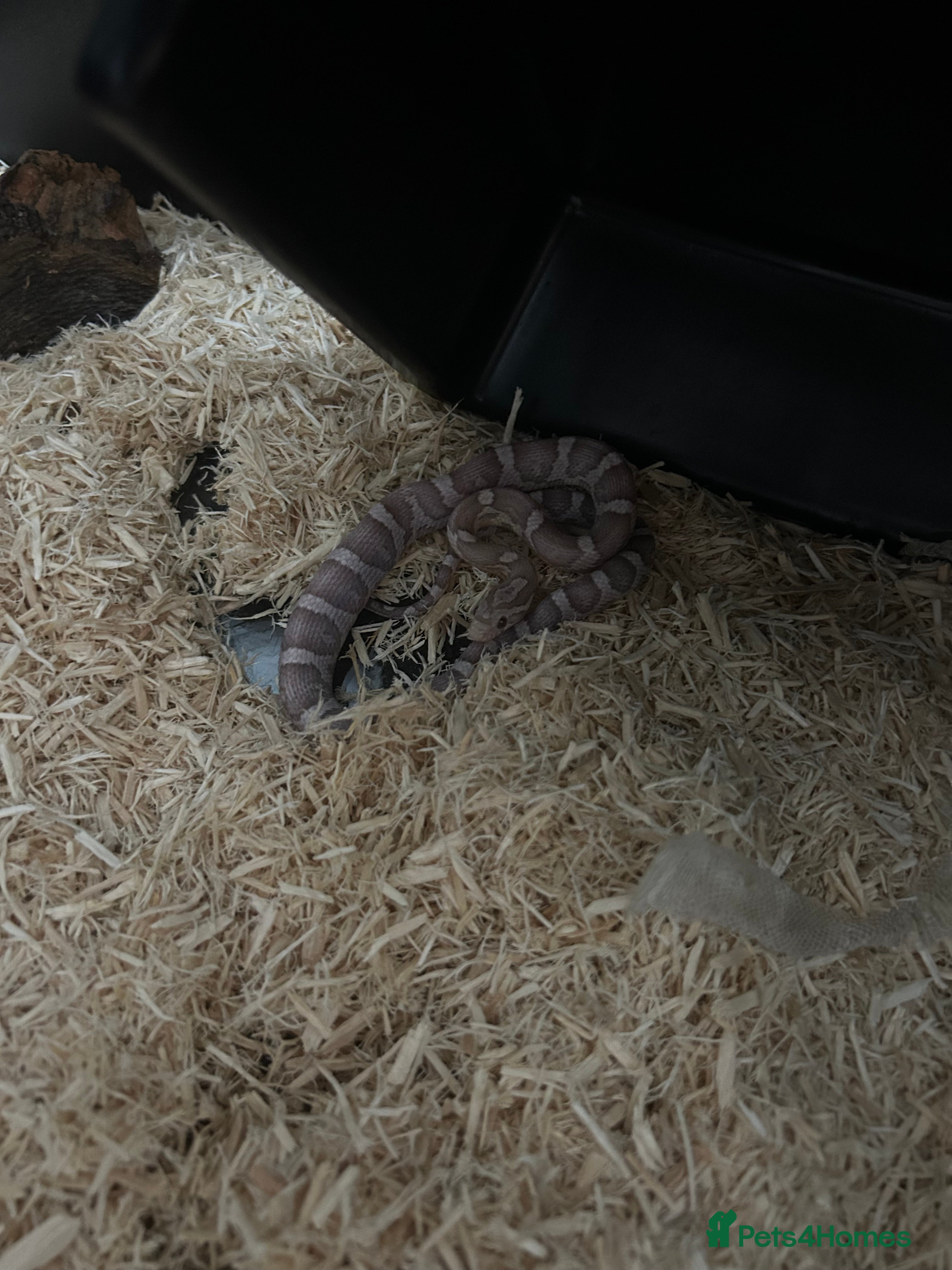 Corn Snake reptiles Albino corn snake - Advert 6