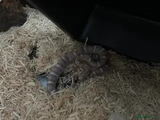 Corn Snake reptiles Albino corn snake - Advert 1