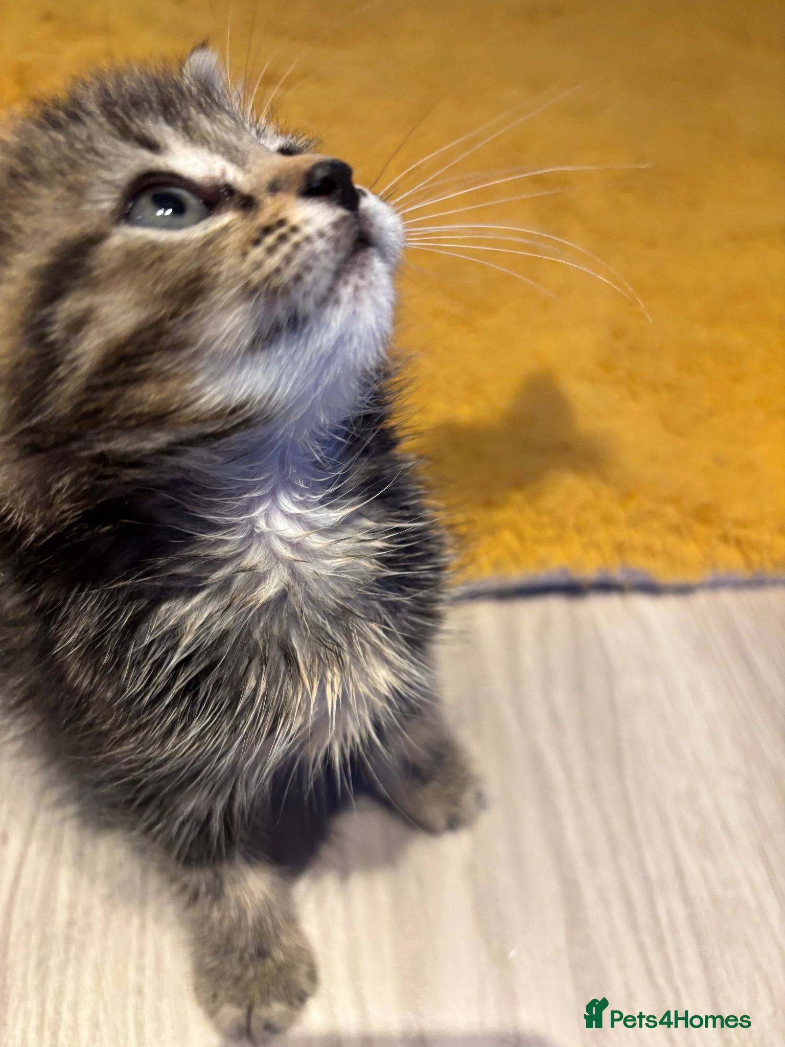 Mixed Breed cats 🐾 Beautiful 8-Week-old kitten - Advert 3