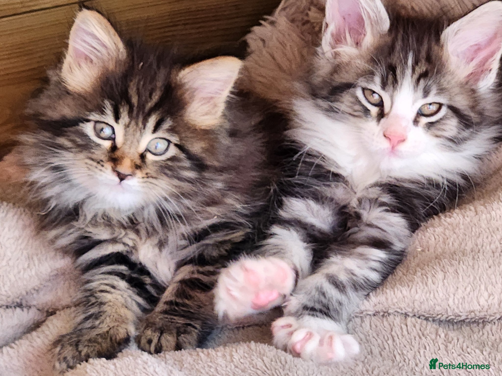 Maine Coon cats Maine Coons Ready Now!! 4 male 1 female  - Advert 4