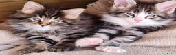 Maine Coon cats for sale: Maine Coons Ready Now!! 4 male 1 female  - Advert 19