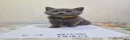 British Shorthair cats for sale: Premium Pedigree British Shorthair Kittens - Advert 8