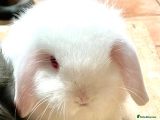 Mini Lop rabbits Mini lop beautiful tiny baby boy - Advert 15