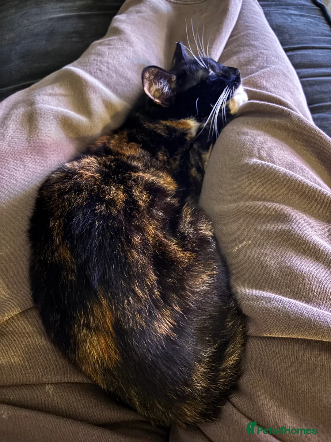 Mixed Breed cats for sale: 3 cats, tortie, tuxedo and black  in Leicester - Advert 5