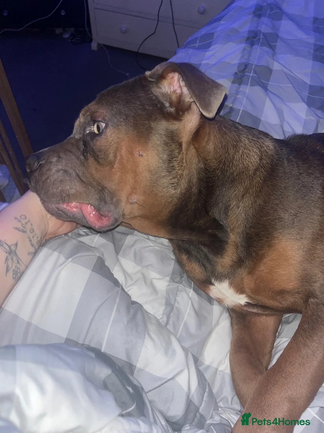 American Bully dogs for sale: Buster the pocket bully  in Bolton - Advert 3