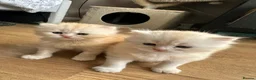 British Shorthair cats for sale: Beautiful British Longhair Boys! in Slough - Advert 4