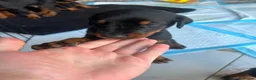 Dobermann dogs for sale: ABSOLUTELY STUNNING DOBERMAN PUPPIES FOR SALE in Boston - Advert 16