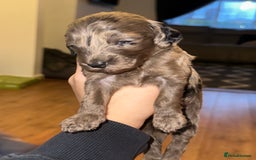 Cockapoo dogs for sale: F2B Cockapoo / chocolate merle & Apricot - Advert 4