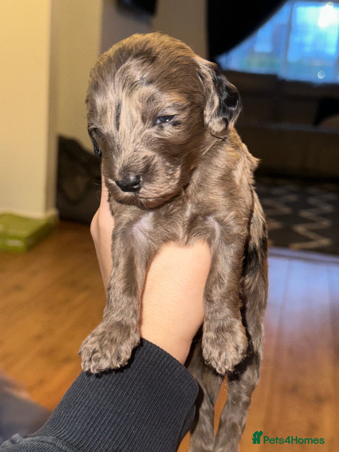 Cockapoo dogs for sale: F2B Cockapoo / chocolate merle & Apricot - Advert 4