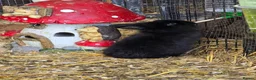 Lionhead rabbits for sale: Gorgoeus lion head babies ☁️🤍 - Advert 2