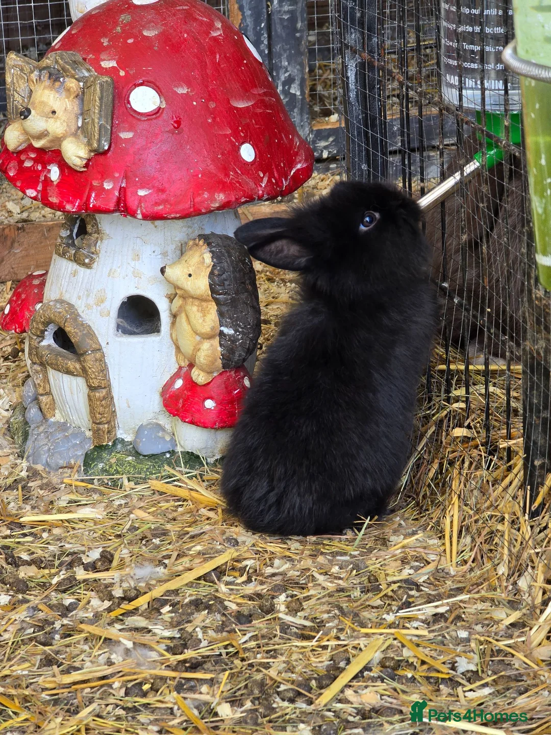 Lionhead rabbits for sale: Gorgoeus lion head babies ☁️🤍 - Advert 2