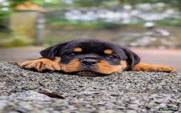 Rottweiler dogs for sale: 🌟 Adorable Rottweiler Puppies for Sale! 🌟 - Image 3