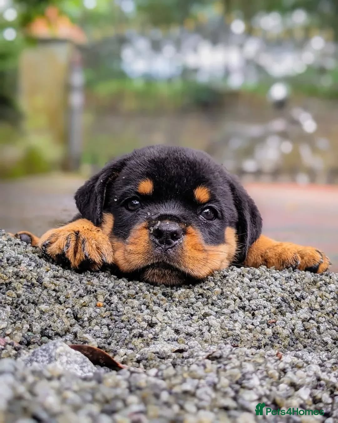 Rottweiler dogs for sale: 🌟 Adorable Rottweiler Puppies for Sale! 🌟 - Image 3