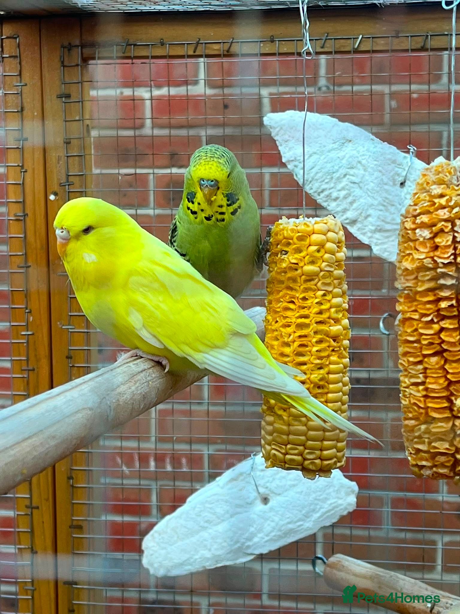 Budgerigars birds 6 week old budgies - Advert 21