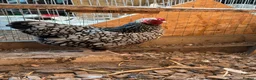 Chickens poultry for sale: Silkies ,polish bantam , Wyandotte  - Advert 4