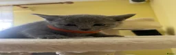 Russian Blue cats for sale: TICA REGISTERED Pure Breed Russian Blue Kittens - Advert 2