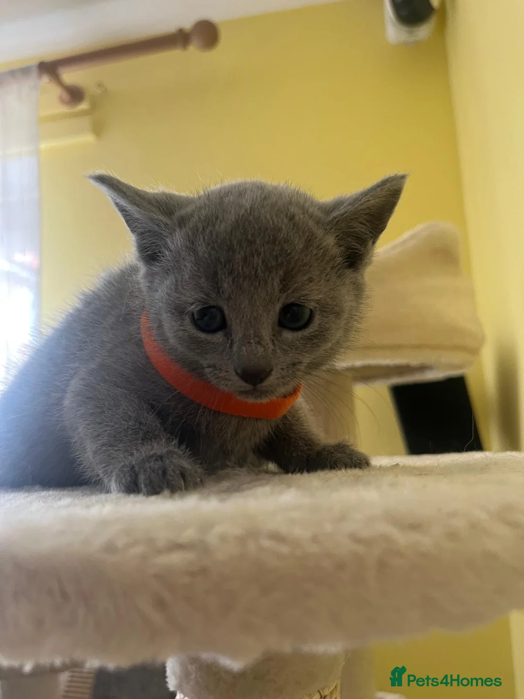 Russian Blue cats for sale: TICA REGISTERED Pure Breed Russian Blue Kittens - Advert 2