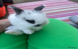 Mini Lion Lop rabbits for sale: 4x mini lop bunnies  - Image 4