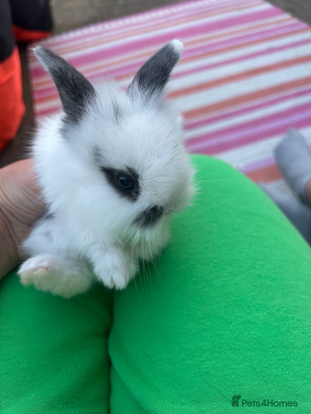 Mini Lion Lop rabbits for sale: 4x mini lop bunnies  - Image 4