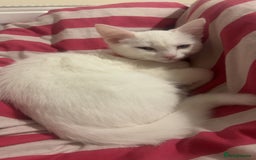 Bombay cats for sale: 2 kittens  - Image 3