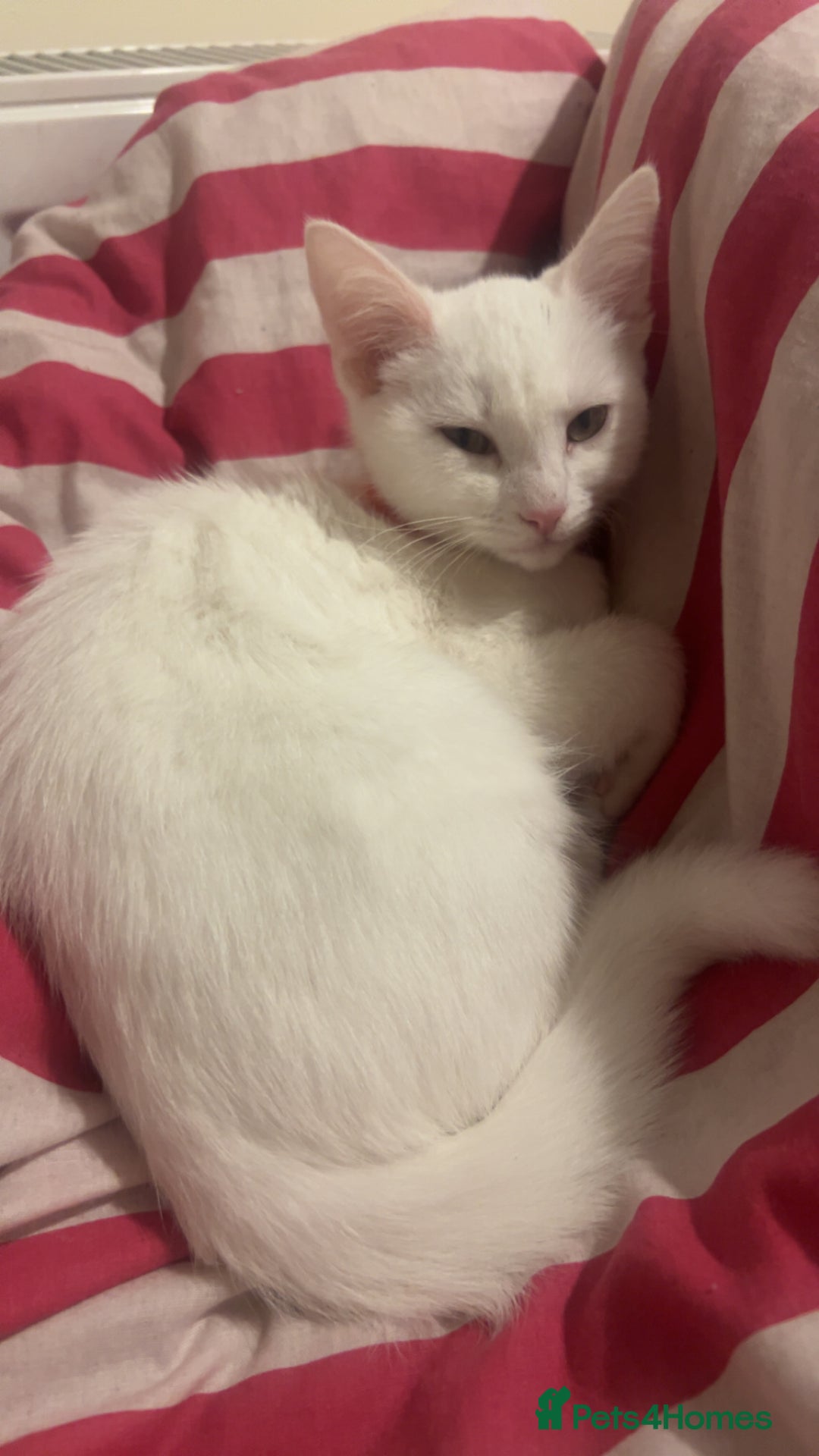 Bombay cats for sale: 2 kittens  - Image 3