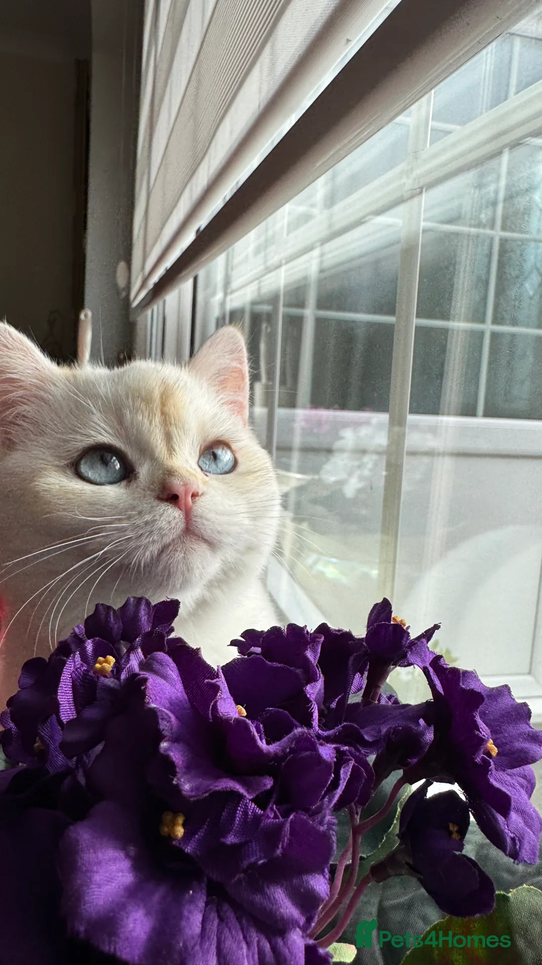 British Shorthair cats for sale: Beautiful British Shorthair Kitten Blue Eyes - Advert 6