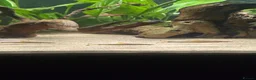 Catfish fish for sale: Fluval roma 240L aquarium- complete upgraded setup - Advert 6