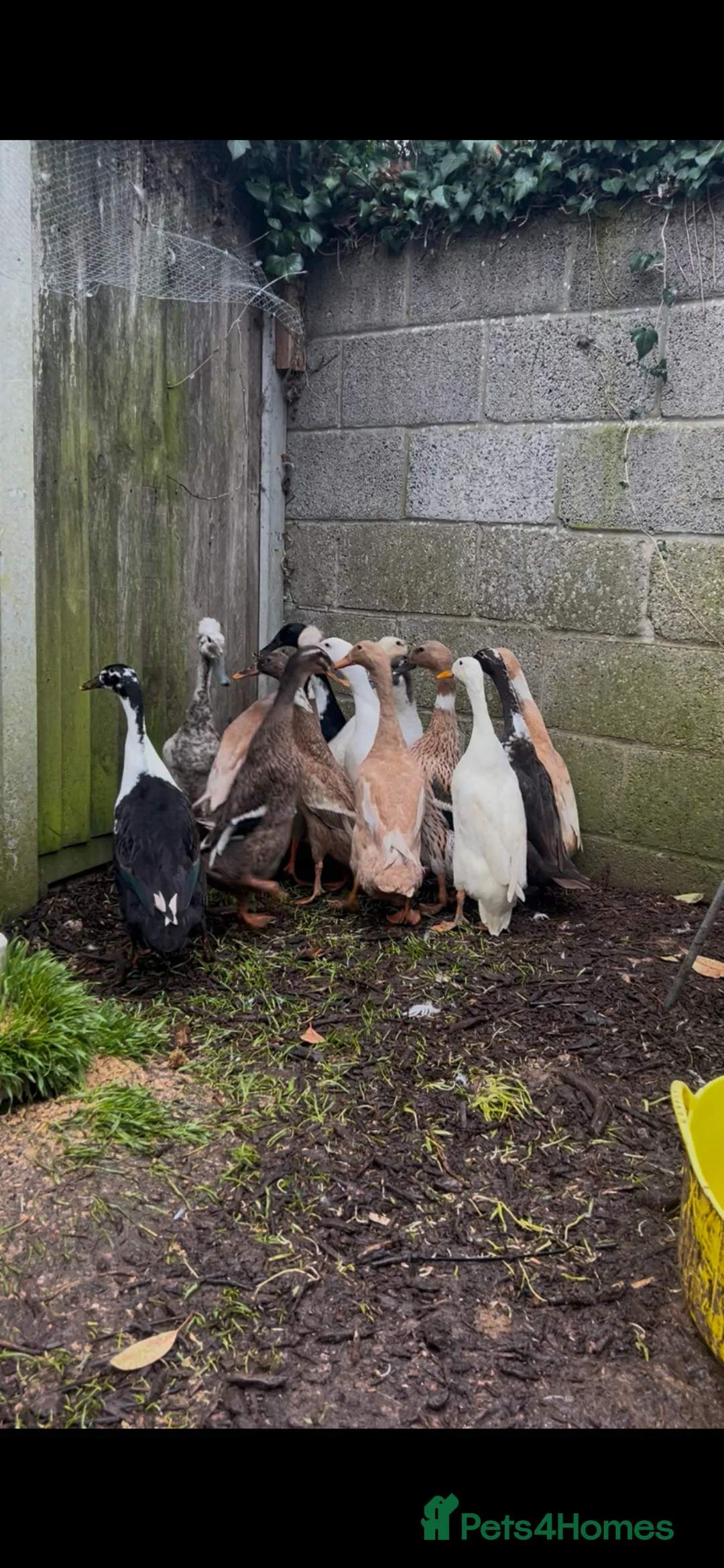 Ducks poultry for sale: Offheat female runner ducklings  - Advert 4