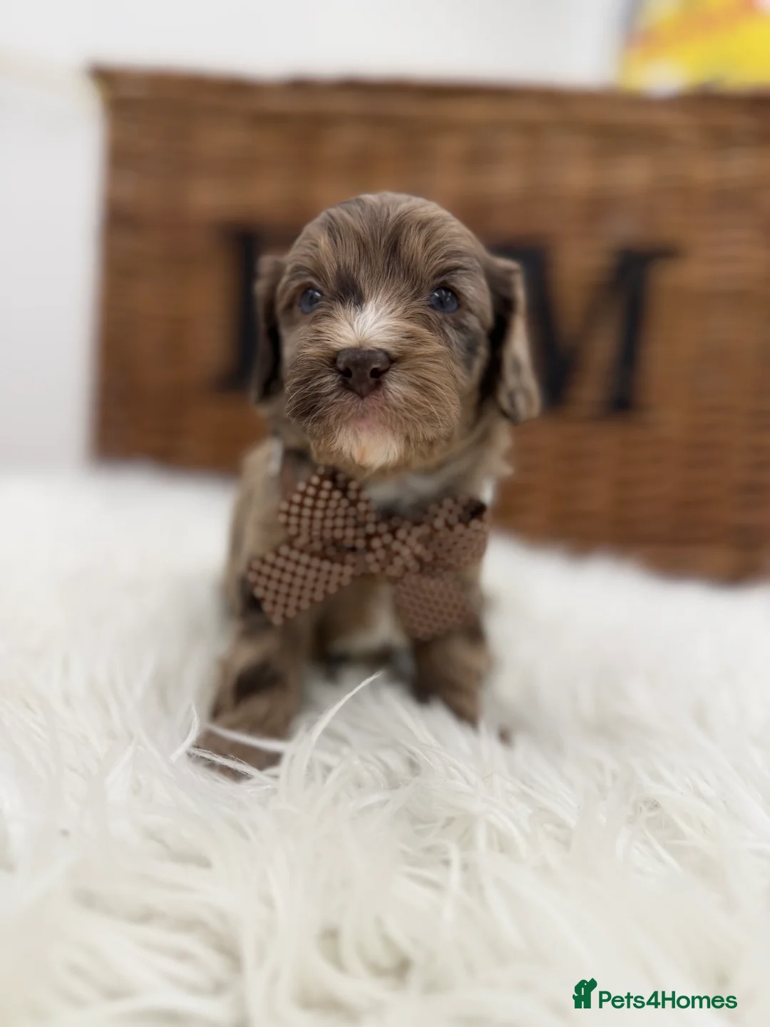 Cavapoo dogs for sale: F1 E ** tensively health tested cavapoos  - Advert 9