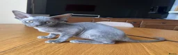 Devon Rex cats for sale: Solid blue pedigree kittens available  - Advert 10
