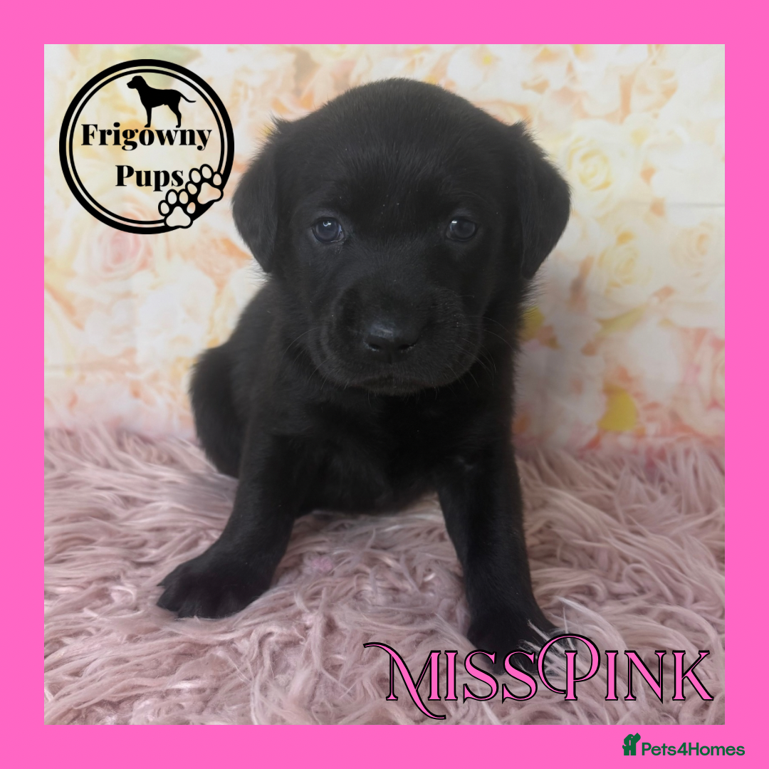 Labrador Retriever dogs for sale: *Ready Now* Quality Black Labradors  - Image 10