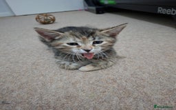 British Shorthair cats for sale: Kittens for sale  - Image 6