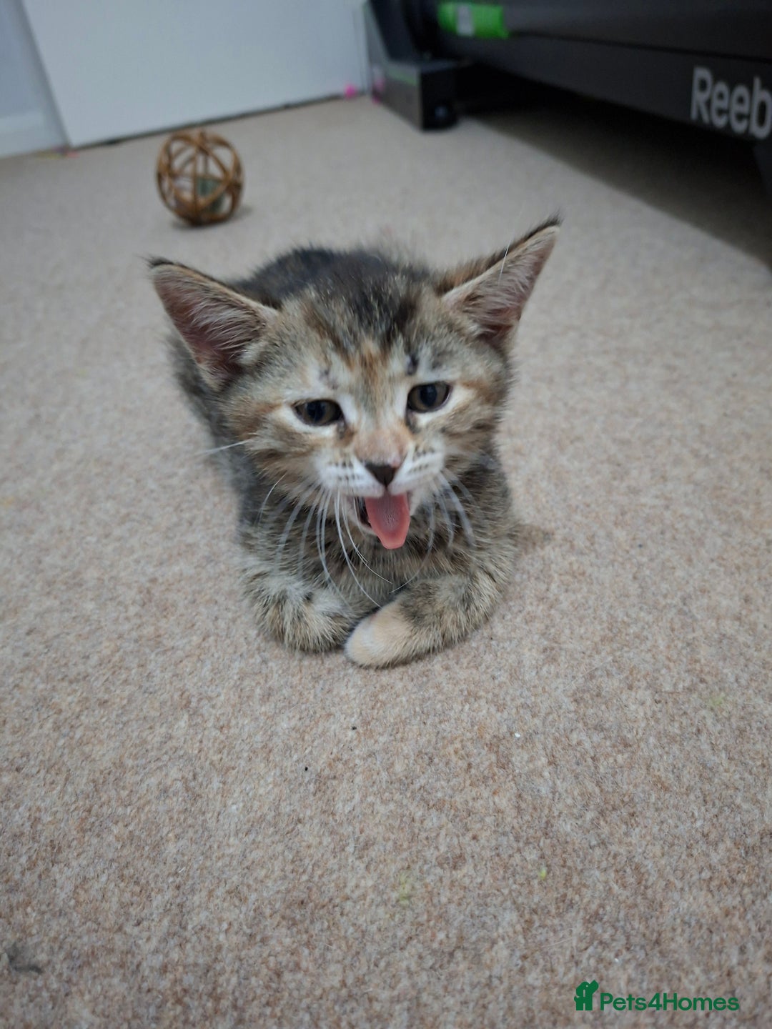 British Shorthair cats for sale: Kittens for sale  - Image 6