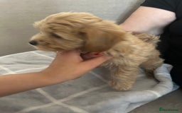 Maltipoo dogs for sale:  multipoo - Image 15