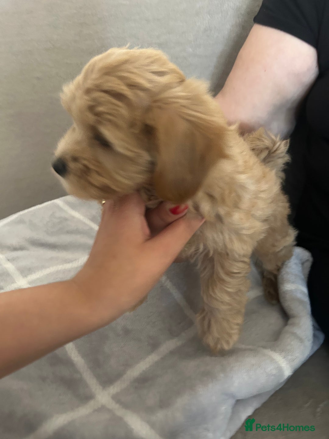 Maltipoo dogs for sale:  multipoo - Image 15