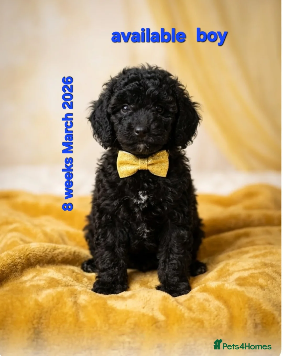 Cockapoo dogs for sale: TeddyFce 8-Week-Cockapoo Pup intelligent  sit, paw - Advert 1