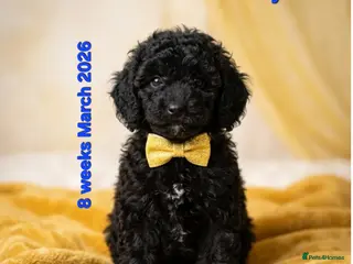 Cockapoo dogs TeddyFce 8-Week-Cockapoo Pup intelligent sit, paw - Advert 12
