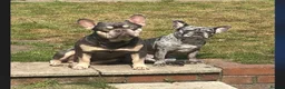 French Bulldog dogs for sale: French Bulldog Puppies in Doncaster - Advert 1