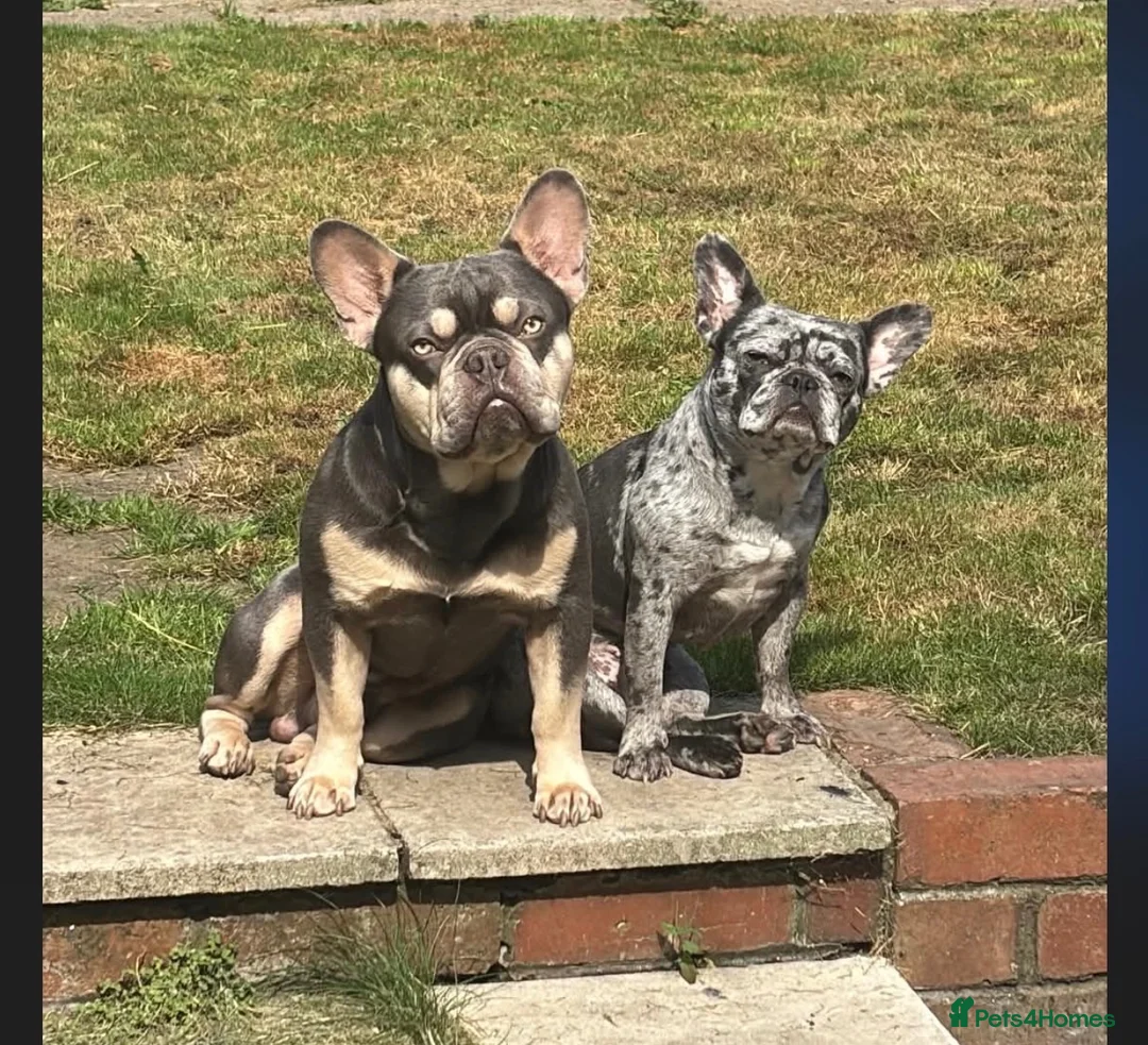 French Bulldog dogs for sale: French Bulldog Puppies in Doncaster - Advert 1
