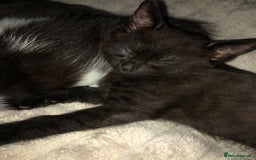 Mixed Breed cats for sale: Stunning black baby kitten x - Image 1