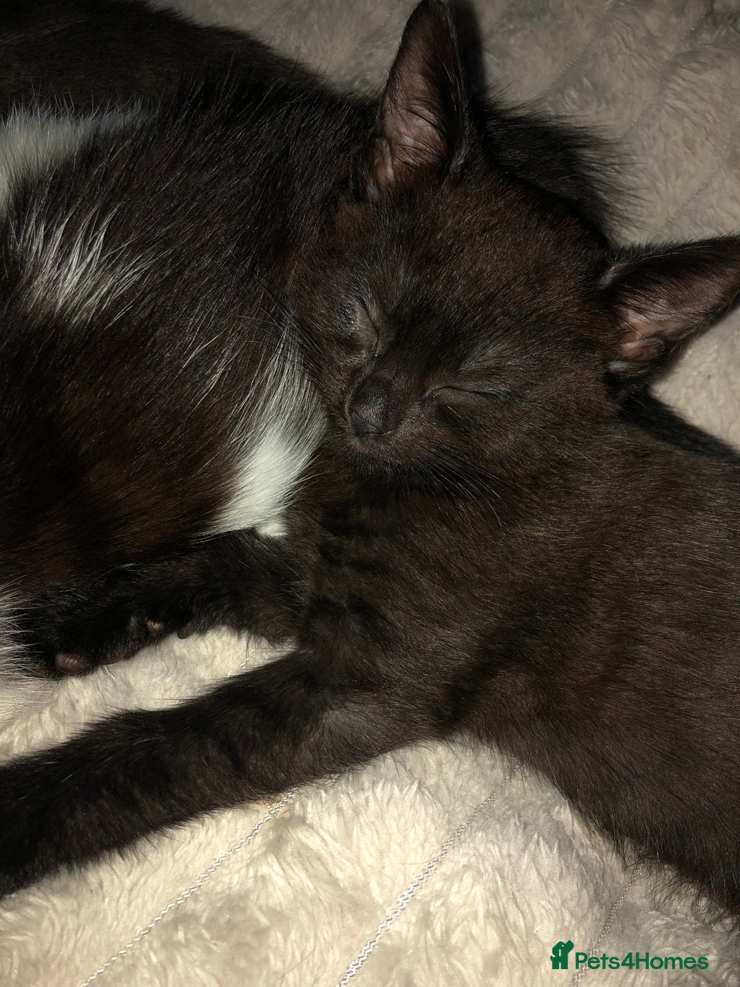 Mixed Breed cats for sale: Stunning black baby kitten x - Image 1