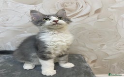 Mixed Breed cats for sale: Pedigree Maine coon X Pedigree ragdoll kittens   - Advert 1