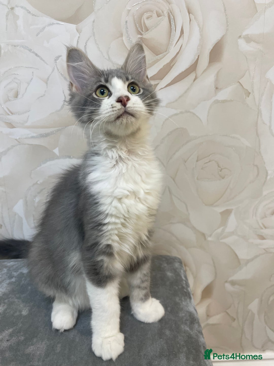 Mixed Breed cats for sale: Pedigree Maine coon X Pedigree ragdoll kittens   - Advert 1